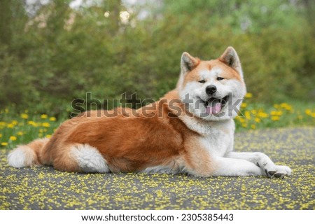 Horizontal portrait of an Akita Inu of the Japanese breed with a long white and red fluffy coat lying in the park on a summer sunny day