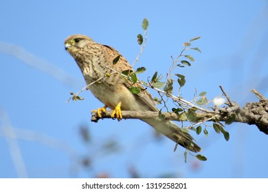 Sociable Weaver On Thorn Tree Stock Photo 637711378 