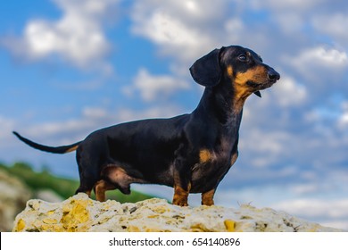 Horizontal portrait of a dog (puppy), breed dachshund black tan, standing in full length on a stone against a blue sky with clouds. The view is directed to the right