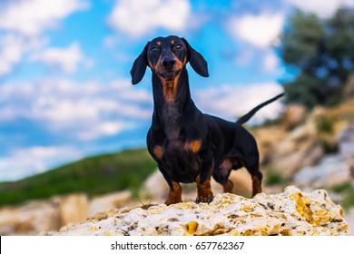 Horizontal portrait of a dog (puppy), breed dachshund black tan, standing in full length on a stone against a blue sky with clouds. The dog's gaze is directed to the camera