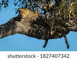 Horizontal portrait of a leopard lying in a tree with blue sky in the background in Savuti in Botswana