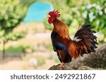 Horizontal portrait of a male colorful crowing rooster with a bright red comb