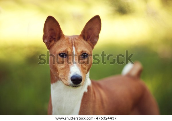 Horizontal Portrait One Beautiful Dog Basenji Stock Photo Edit