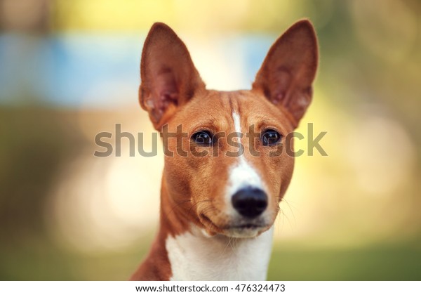 Horizontal Portrait One Beautiful Dog Basenji Stock Photo Edit