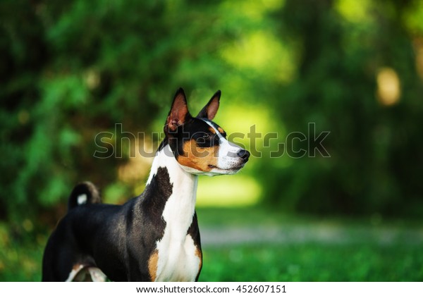 Horizontal Portrait One Dog Basenji Breed Stock Photo Edit Now