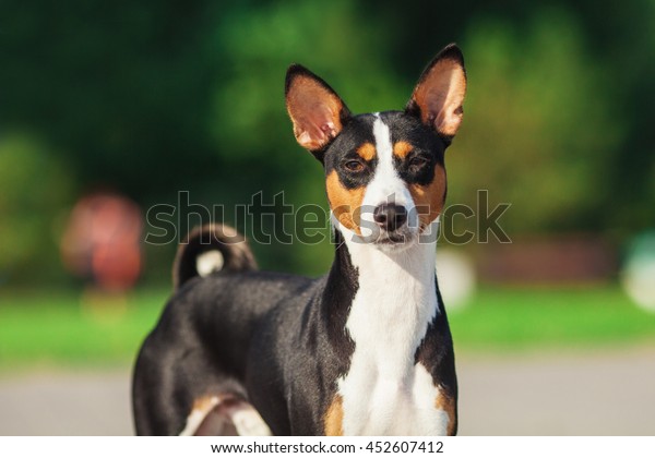 Horizontal Portrait One Dog Basenji Breed Stock Photo Edit Now