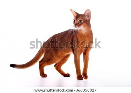 Horizontal portrait of one domestic cat of Abyssinian breed with yellow eyes and red short hair walking on isolated background Imagine de stoc © 