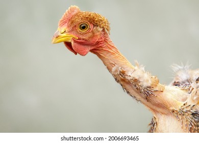 Horizontal portrait of a young cock with a bare neck with a place for a note in the background