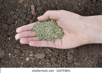 Horizontal Position Of Female Hand Holding New Grass Seed With Fresh Earth Soil Beneath As Background