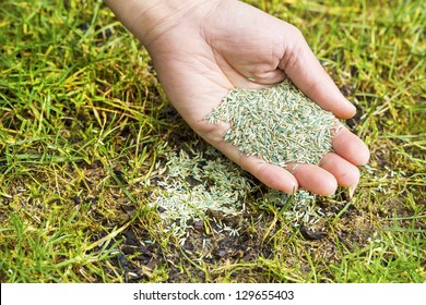 Horizontal Position Of Female Hand Holding New Grass Seed With Bare Earth Soil And Old Grass Beneath As Background