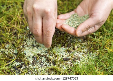 Horizontal Position Of Female Hands Holding New Grass Seed With Bare Earth Soil And Old Grass Beneath As Background