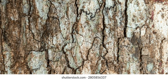 Horizontal rough scaly tree bark texture with deep cracked abstract background