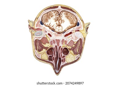 The horizontal section through the human head model plate 10 from 11 plate for physical anatomy education.