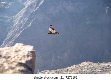 Horizontal Selective Focus Shot Of Fast-flying Andean Condor In Motion, Chile