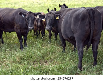 1,589 Black aberdeen angus Images, Stock Photos & Vectors | Shutterstock