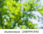 Horizontal shot of blurred green background vegetation of tree leaves on summer sunny day. Green natural environment and ecology safety