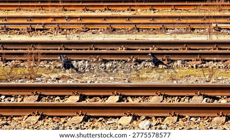 A horizontal shot capturing two black birds, specifically rooks (Corvus frugilegus), walking on the gravel ballast between multiple parallel railway tracks. The scene is illuminated by bright, direct sunlight, highlighting the rusty texture of the steel rails and the concrete sleepers. Small patches of green grass and dry weeds grow between the stones. The composition emphasizes the repetitive pattern of the tracks stretching across the frame.