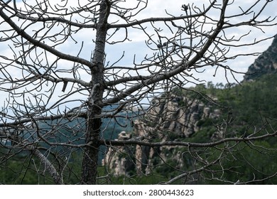 Horizontal shot of a dead pine tree with bare tangled branches against a cloudy sky and rocky mountains in Spain.