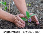 Horizontal shot of a female gardener’s hands and arms tending to a baby eggplant sprout.