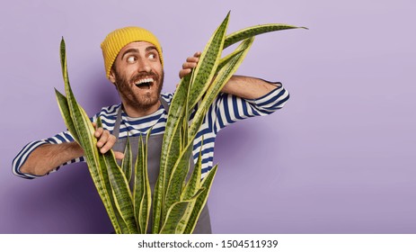 Horizontal shot of happy Caucasian man touches leaves of snake plant, wears yellow hat, apron and striped jumper, looks aside, likes growing indoor house plants, isolated over violet wall. Botany - Powered by Shutterstock