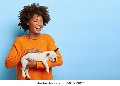Haircut Dogs Stock Photos Images Photography Shutterstock