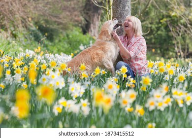 Horizontal Shot Of A Senior Woman Kneeling Playing With Her Dog In A Daffodil Field On A Sunny Day.