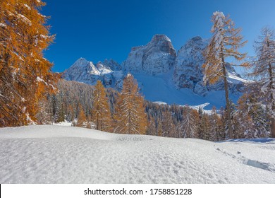 A horizontal shot of a snowy forest with tall orange trees and mountains during daylight - Shutterstock ID 1758851228