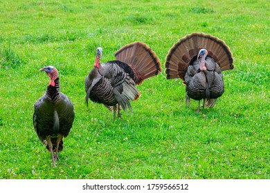 Horizontal shot of three wild Smoky Mountain turkeys. Green grass background.