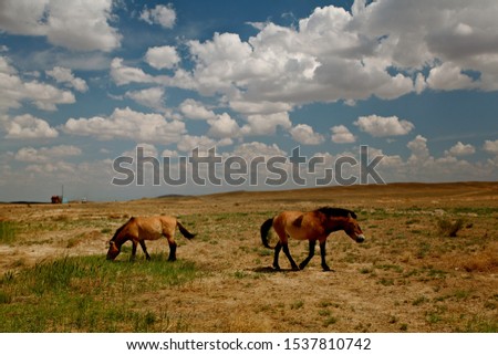 Similar – sunset with Two horses in a meadow