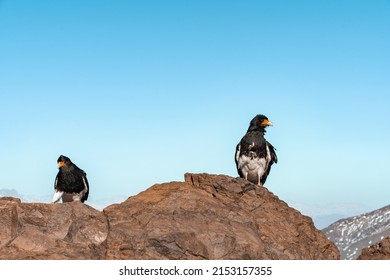 Horizontal shot of two mountain caracara looking perched on a rock at the top of Provincia hill.