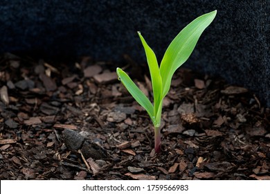 Horizontal Shot Of A Young Corn Seedling In Early Morning Light.