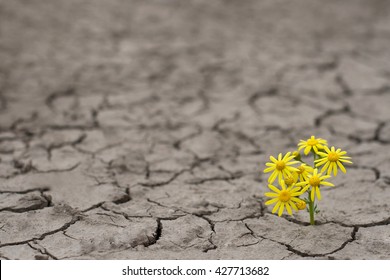 Horizontal side view of a lonely yellow flower growing on dried cracked soil