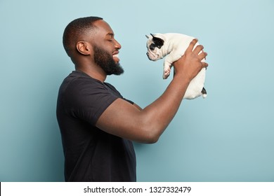 Horizontal Sideways Shot Of Happy Black Man With Thick Bristle, Being In Good Mood, Plays With Funny Puppy, Holds French Bulldog, Makes Sure Dog Feels Comfortable In Hosts Hands, Isolated On Blue Wall