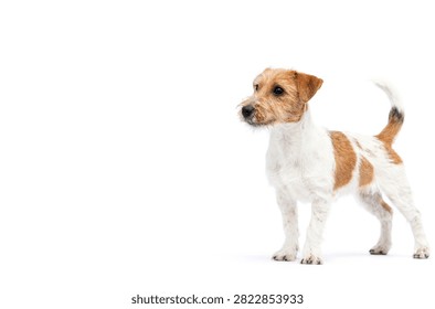 Horizontal studio portrait of a standing rough coat Jack Russell Terrier dog looking attentively to the left side, isolated on a white background.
