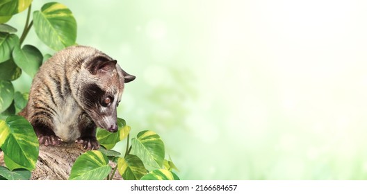 Horizontal Sunny Nature Background With Asian Palm Civet (Civet Cat). Produces Kopi Luwak. Luwak Coffee Is World Most Expensive Coffee. Copy Space For Text