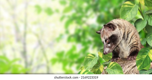 Horizontal Sunny Nature Background With Asian Palm Civet (Civet Cat). Produces Kopi Luwak. Luwak Coffee Is World Most Expensive Coffee. Copy Space For Text