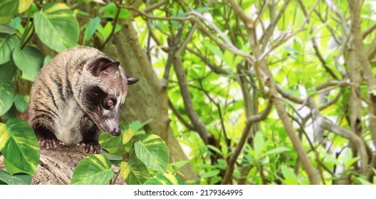 Horizontal Sunny Nature Background With Asian Palm Civet (Civet Cat). Produces Kopi Luwak. Luwak Coffee Is World Most Expensive Coffee. Copy Space For Text