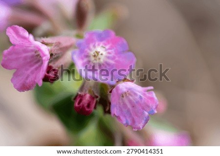 Horizontal super macro view of wild pink lungwort (Pulmonaria obscura) blossom with selective focus and soft blurred background.