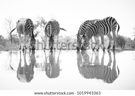 A horizontal, surface level, black and white image of a herd of zebra, Equus burchellii, reflected in a pool of water at a hide in Karongwe Game Reserve, South Africa.