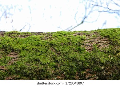 Horizontal tree trunk with green moss as natural display, closeup, space