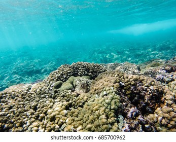 Horizontal underwater shot of coral reef with the beautiful ground in the sea.