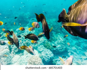 Horizontal underwater shot of wild colorful tropical fishes at the reef in the ocean.