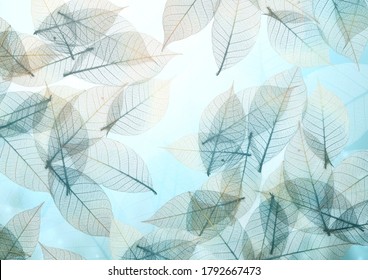 Horizontal or vertical nature background with transparent skeleton leaves. Natural eco backdrop. Mock up template. Copy space for text
