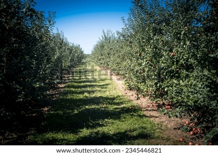 Horizontal view of apple orchard on sunny fall day.