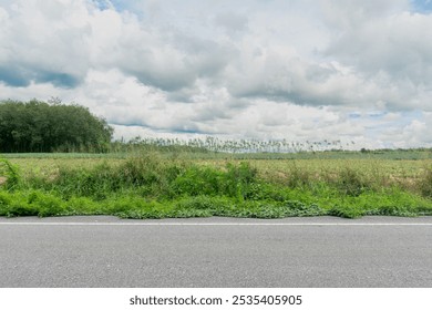 Horizontal view of asphalt road in Thailand. Background of parallel of Pineapple plantation area and green grass fields with trees. Under the sky with white clouds. - Powered by Shutterstock