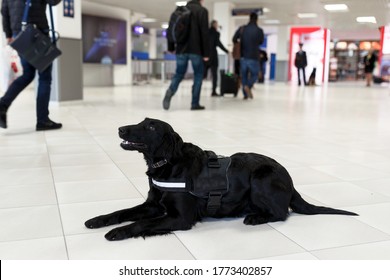 4,419 Airport dog Images, Stock Photos & Vectors | Shutterstock