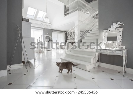 Image, Stock Photo cat Living or residing