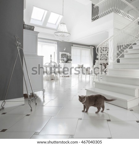 Similar – Image, Stock Photo cat Living or residing