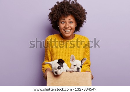Horizontal view of cheerful woman finds two nice small puppies at street, holds box with pets, likes domestic animals, has broad smile, white teeth, wears knitted yellow sweater, plays with bulldogs