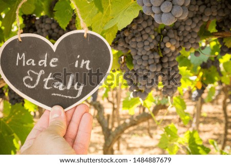 Horizontal View of Close Up of Hand Keeping Blackboard with the sentence Made in Italy in Blurred Plantation of Black Wine Grapes at Midday in August in Italy on Blur Background